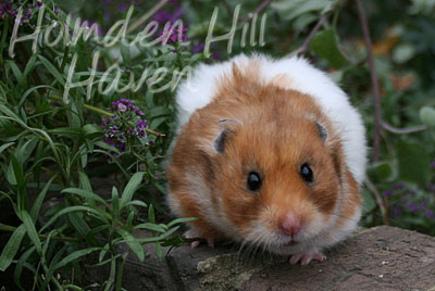 Fergie- Golden Tortoiseshell and White (Banded) Longhaired